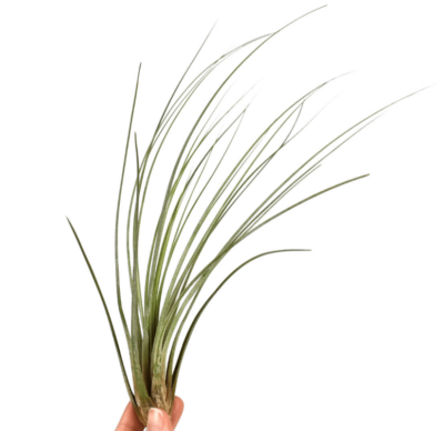 Tillandsia Juncea 1 Tillandsia Juncea