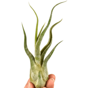 Tillandsia Medusa