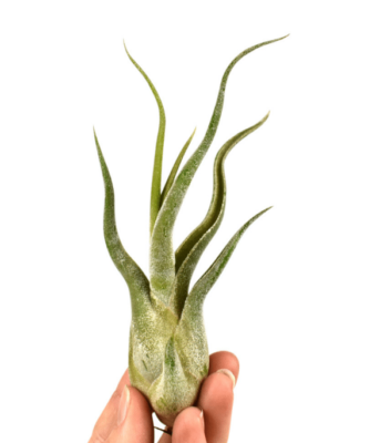 Tillandsia Medusa 1 Tillandsia Medusa