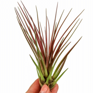 Tillandsia Melanocrater Red