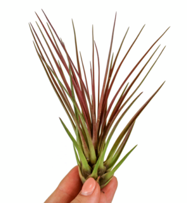 Tillandsia Melanocrater Red 1 Tillandsia Melanocrater Red