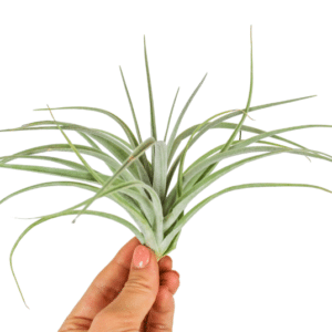 Tillandsia Pohliana