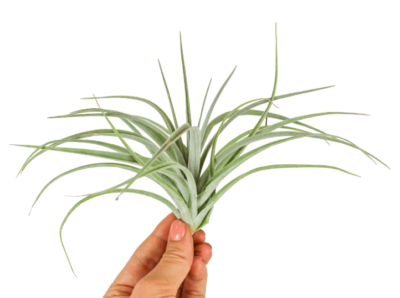 Tillandsia Pohliana 1 Tillandsia Pohliana