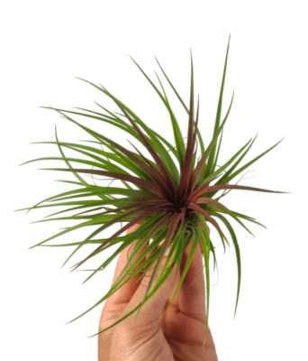 Tillandsia Rainforest Red 1 Tillandsia Rainforest Red