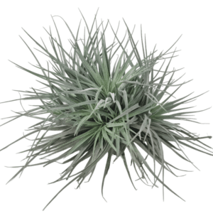 Tillandsia hÔbekobar