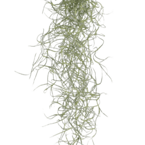 Tillandsia meduus