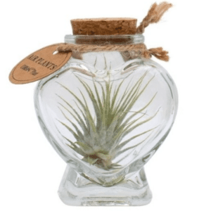 Tillandsia südamepudel