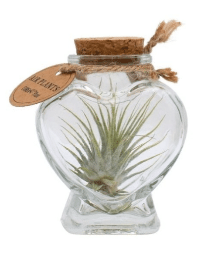 Tillandsia südamepudel 1 Tillandsia südamepudel