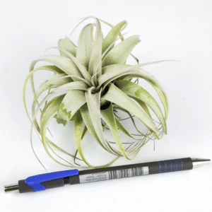 Xerographica Bonsai