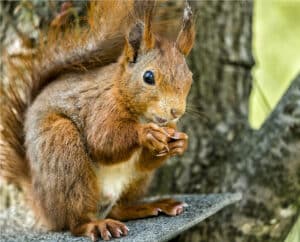 orava toit4