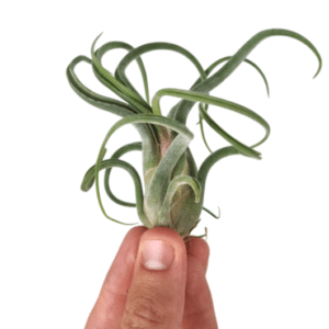 Tillandsia Caput Curly