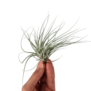 Tillandsia Double Ruth