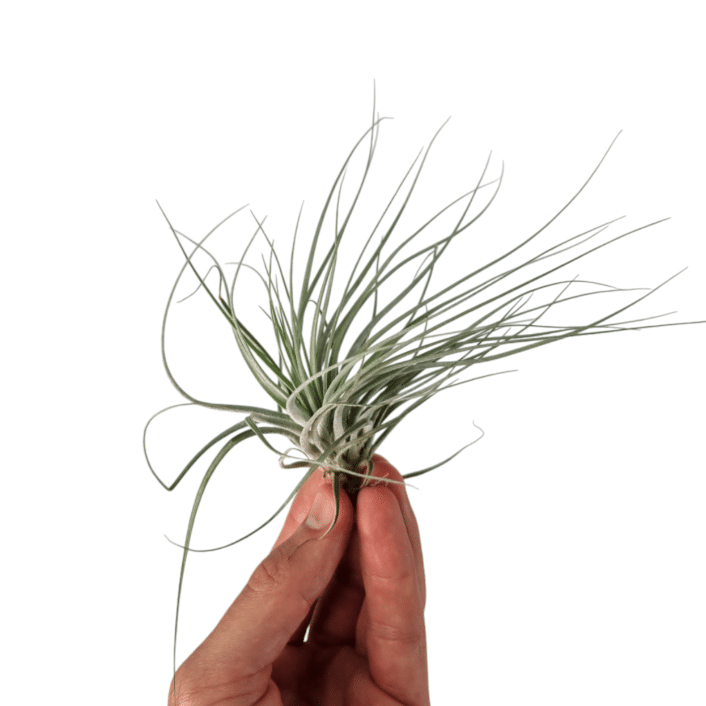 Tillandsia Double Ruth 1 Tillandsia Double Ruth