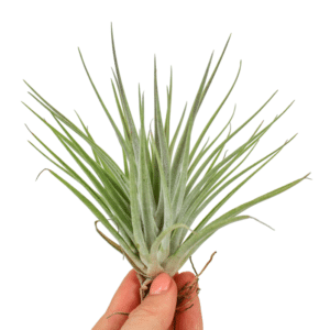 Tillandsia Kammii
