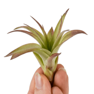 Tillandsia Multiflora Baby