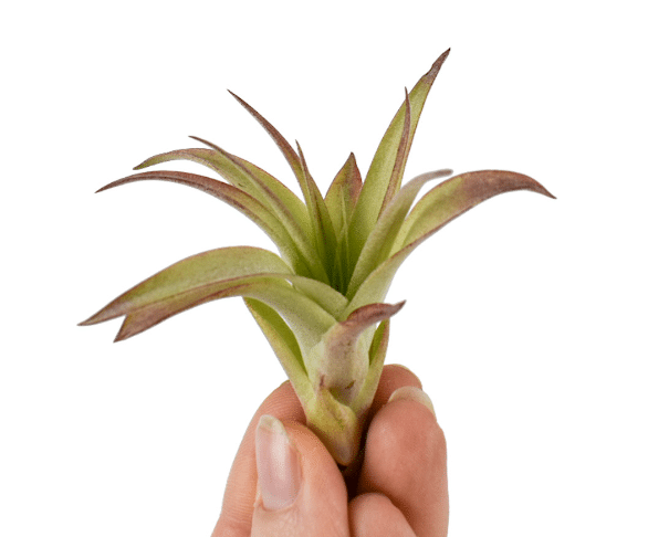 Tillandsia Multiflora Baby 1 Tillandsia Multiflora Baby