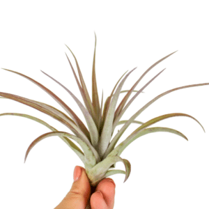 Tillandsia Multiflora red