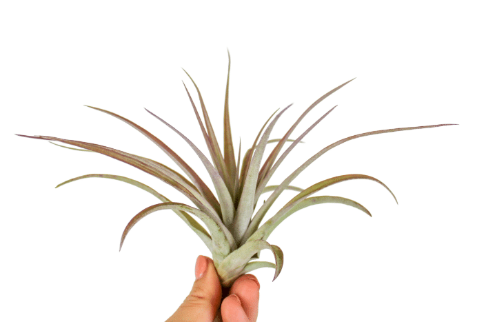 Tillandsia Multiflora red 1 Tillandsia Multiflora red
