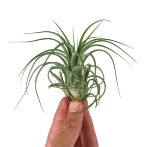 Tillandsia Ooh my Goodness