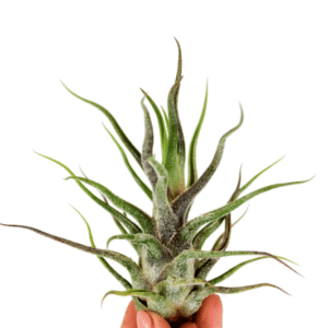 Tillandsia Pruinosa