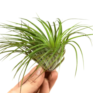 Tillandsia Stricta
