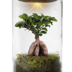 Bonsai Weck