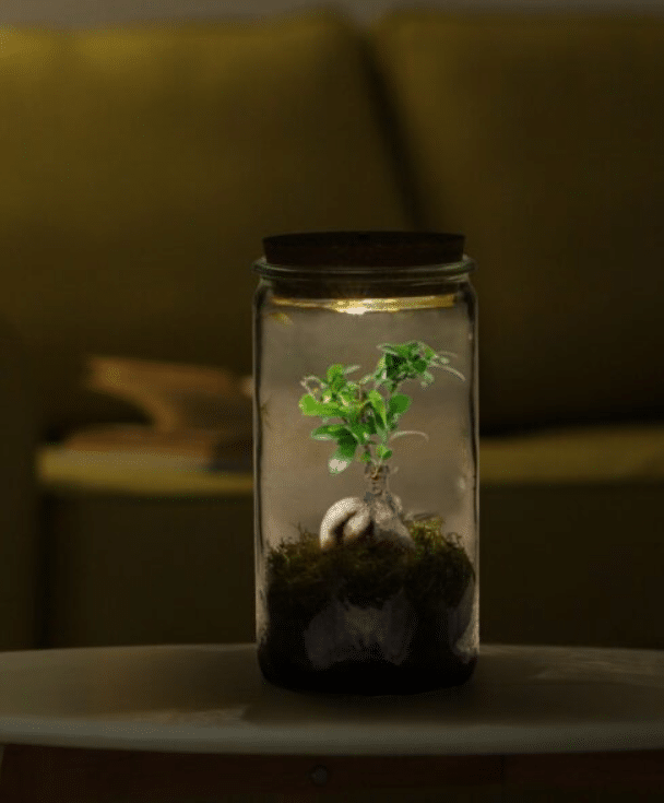 Bonsai Weck 2 Bonsai Weck - Pilt 2