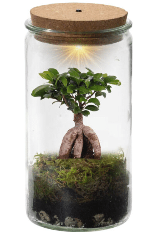 Bonsai Weck 1 Bonsai Weck