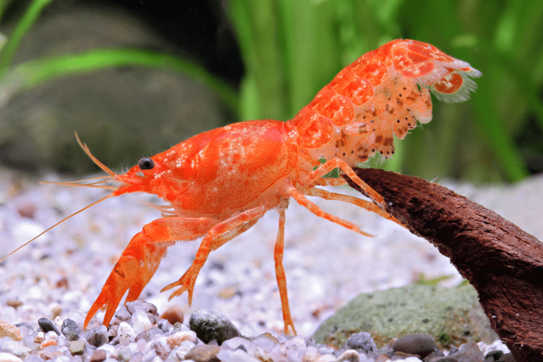 Cambarellus patzcuarensis oranž 2 Cambarellus patzcuarensis oranž - Pilt 2