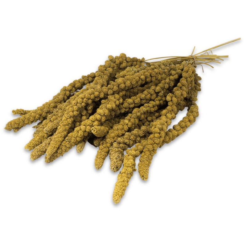 JR Farm Blackgrass kollane 2 JR Farm Blackgrass kollane 1