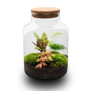 Milky Terrarium 30 cm isetegemise komplekt taimede ja samblaga