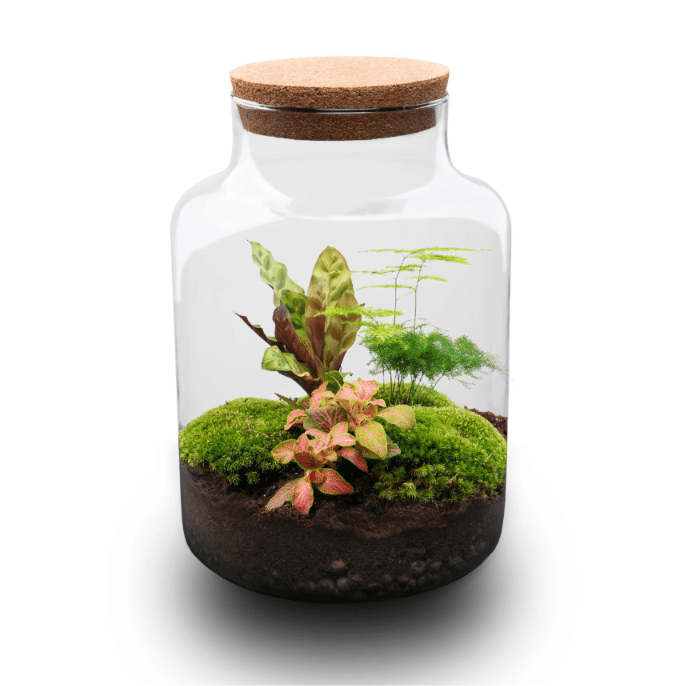 Milky Terrarium 30 cm – isetegemise komplekt 1 Milky Terrarium 30 cm isetegemise komplekt taimede ja samblaga