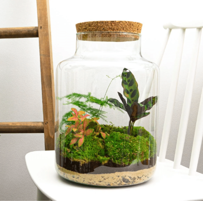 Milky Terrarium 30 cm – isetegemise komplekt 2 Milky Terrarium 30 cm – isetegemise komplekt - Pilt 2