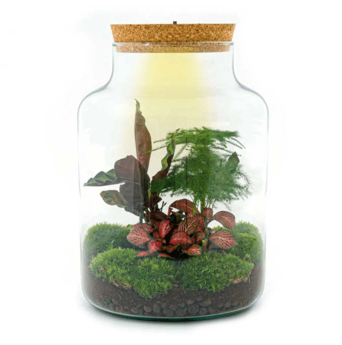 Milky Terrarium 30 cm – isetegemise komplekt 3 Milky Terrarium 30 cm – isetegemise komplekt - Pilt 3