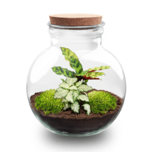 Teddy Terrarium LED-valgustusega
