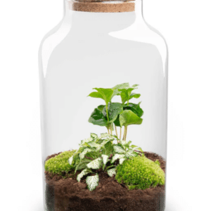 Terraariumi Kohvipuu LED valgusega 31 cm