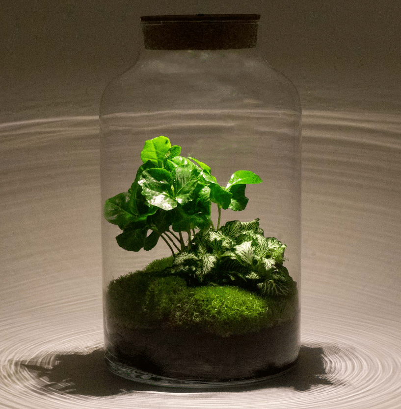 Terraariumi Kohvipuu LED valgusega 31 cm 3 Terraariumi Kohvipuu LED valgusega 31 cm - Pilt 3