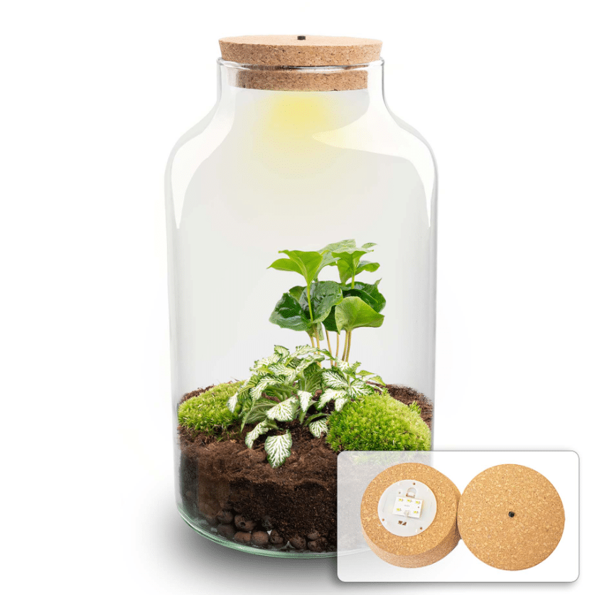 Terraariumi Kohvipuu LED valgusega 31 cm 4 Terraariumi Kohvipuu LED valgusega 31 cm - Pilt 4