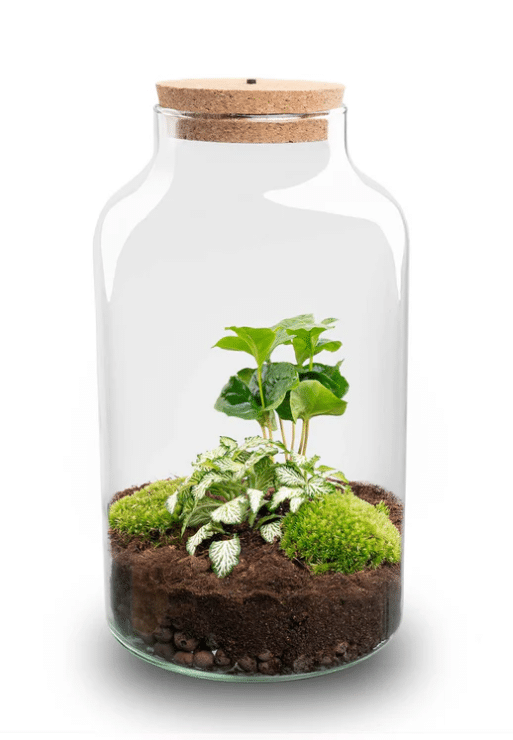 Terraariumi Kohvipuu LED valgusega 31 cm 1 Terraariumi Kohvipuu LED valgusega 31 cm