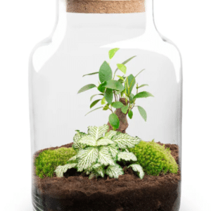 Terrarium Little Milky Bonsai Led valgusti 25 cm