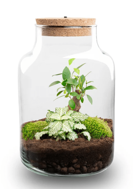 Terrarium Little Milky Bonsai Led valgusti 25 cm 1 Terrarium Little Milky Bonsai Led valgusti 25 cm