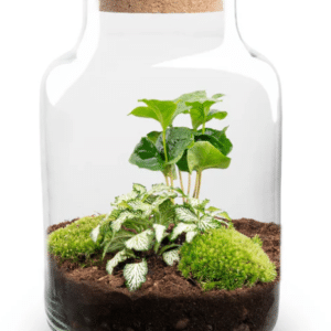 Terrarium Little Milky Led valgustiga