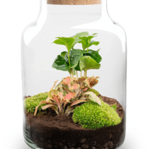 Terrarium Little Milky Punane ja Led valgusti 25 cm
