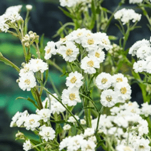 Achillea ptarmica ehk Raudrohi
