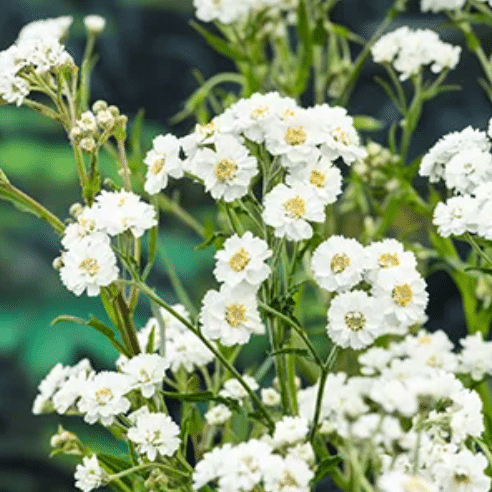 Achillea ptarmica ehk Raudrohi 1 Achillea ptarmica ehk Raudrohi