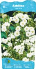 Achillea ptarmica ehk Raudrohi 2 Achillea ptarmica ehk Raudrohi - Pilt 2