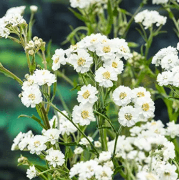Achillea ptarmica