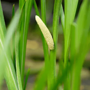 Acorus calamus