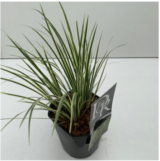 Acorus gramineus Argenteostriatus 4 Acorus gramineus Argenteostriatus V2