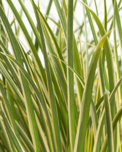 Acorus gramineus Argenteostriatus